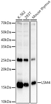 LSM4 Rabbit polyclonal antibody