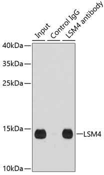 LSM4 Rabbit polyclonal antibody