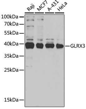 GLRX3 Rabbit polyclonal antibody