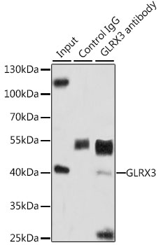 GLRX3 Rabbit polyclonal antibody