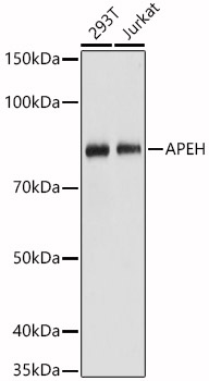 [KO Validated] APEH Rabbit polyclonal antibody