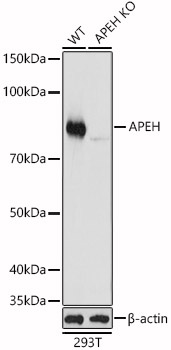 [KO Validated] APEH Rabbit polyclonal antibody
