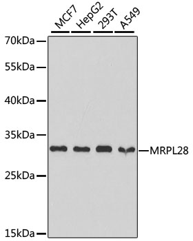 MRPL28 Rabbit polyclonal antibody
