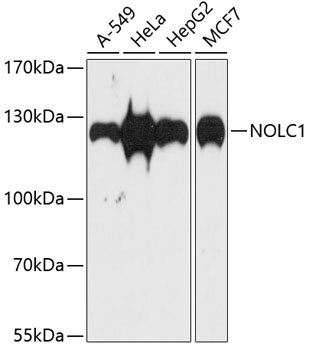 NOLC1 Rabbit polyclonal antibody