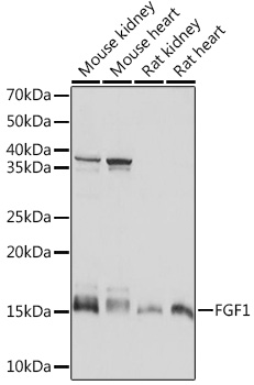 FGF1 Rabbit monoclonal antibody