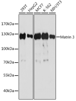 Matrin 3 Rabbit polyclonal antibody