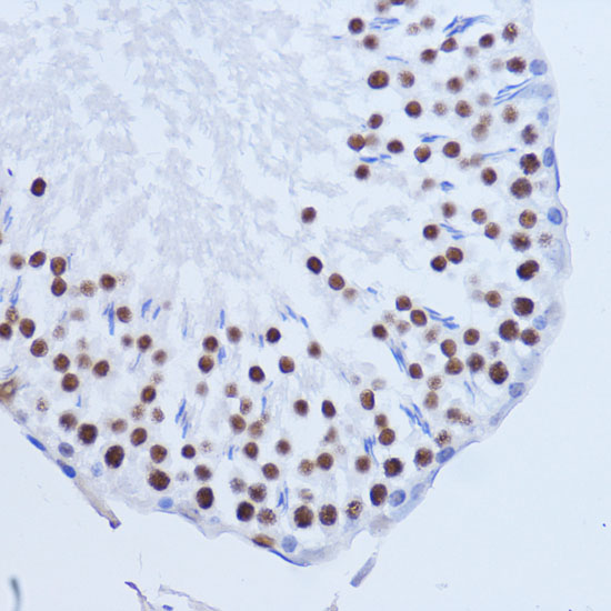 Matrin 3 Rabbit polyclonal antibody