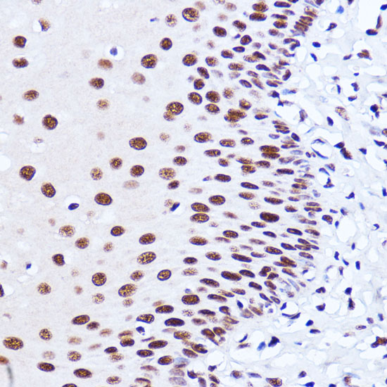 Matrin 3 Rabbit polyclonal antibody