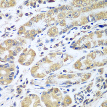 EIF1AX Rabbit polyclonal antibody