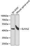 Western blot - ELAVL2 Rabbit pAb (A5918)
