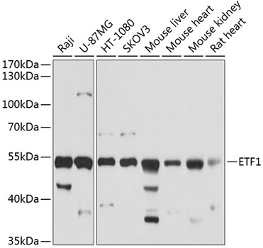 ETF1 Rabbit polyclonal antibody