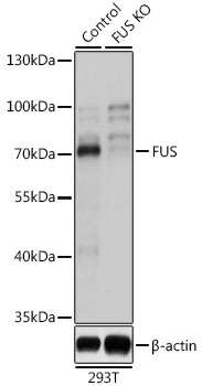 [KO Validated] FUS Rabbit polyclonal antibody