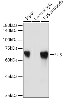 [KO Validated] FUS Rabbit polyclonal antibody