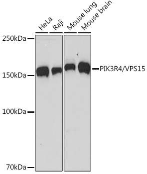 PIK3R4/VPS15 Rabbit monoclonal antibody