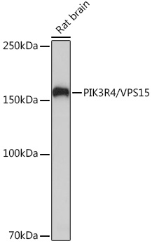 PIK3R4/VPS15 Rabbit monoclonal antibody