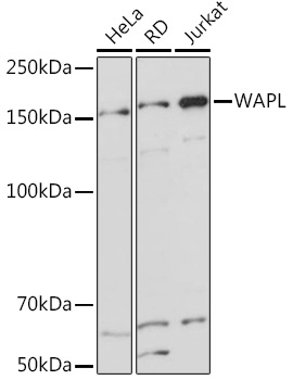 WAPL Rabbit monoclonal antibody
