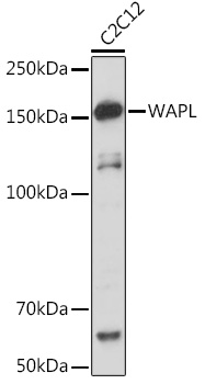 WAPL Rabbit monoclonal antibody