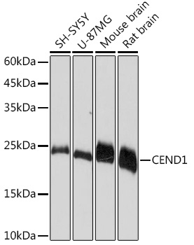 CEND1 Rabbit monoclonal antibody