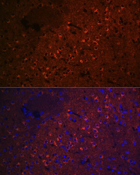 CEND1 Rabbit monoclonal antibody