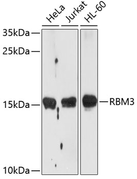 RBM3 Rabbit polyclonal antibody