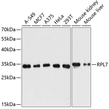 RPL7 Rabbit polyclonal antibody