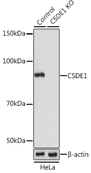 [KO Validated] CSDE1 Rabbit polyclonal antibody