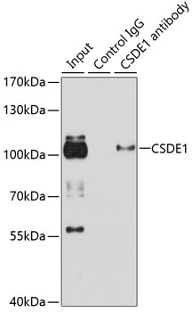 [KO Validated] CSDE1 Rabbit polyclonal antibody