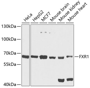 FXR1 Rabbit pAb