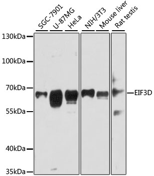 EIF3D Rabbit polyclonal antibody