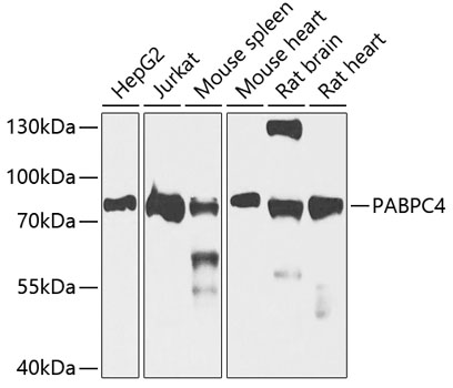 PABPC4 Rabbit polyclonal antibody