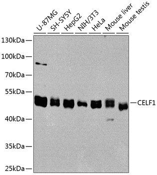 CELF1 Rabbit polyclonal antibody