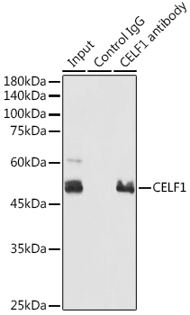 CELF1 Rabbit polyclonal antibody