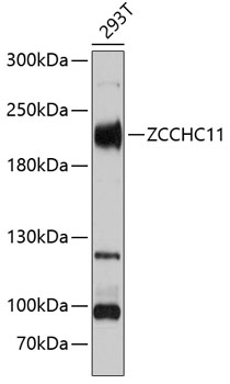 ZCCHC11 Rabbit polyclonal antibody