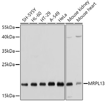 MRPL13 Rabbit polyclonal antibody