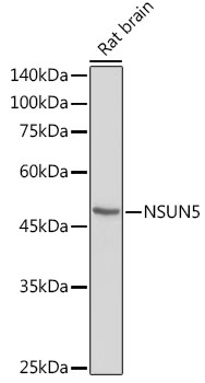 NSUN5 Rabbit polyclonal antibody