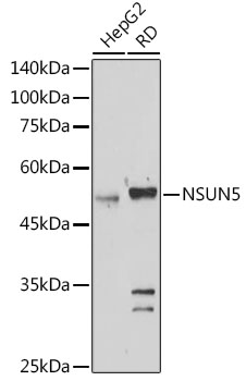 NSUN5 Rabbit polyclonal antibody