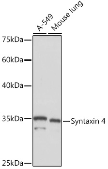 Syntaxin 4 Rabbit monoclonal antibody