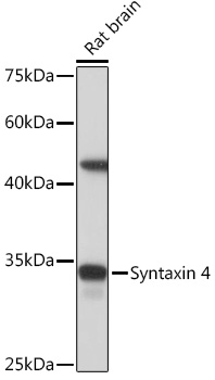 Syntaxin 4 Rabbit monoclonal antibody
