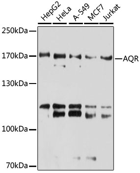 AQR Rabbit polyclonal antibody