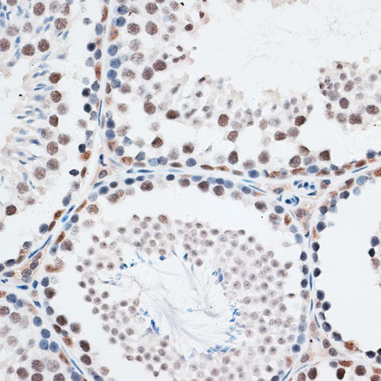 AQR Rabbit polyclonal antibody