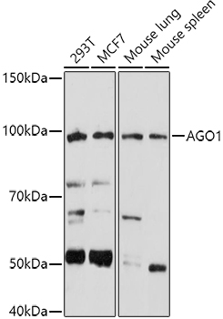 AGO1 Rabbit polyclonal antibody