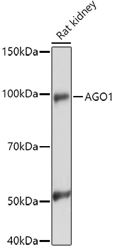 AGO1 Rabbit polyclonal antibody