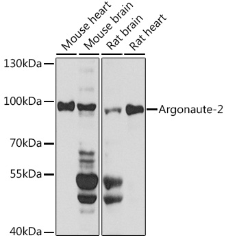 Argonaute-2 Rabbit polyclonal antibody