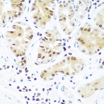 Argonaute-2 Rabbit polyclonal antibody