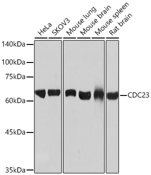CDC23 Rabbit monoclonal antibody