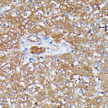 HDLBP Rabbit polyclonal antibody