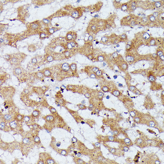 HDLBP Rabbit polyclonal antibody