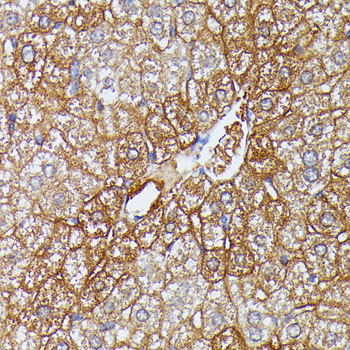 HDLBP Rabbit polyclonal antibody