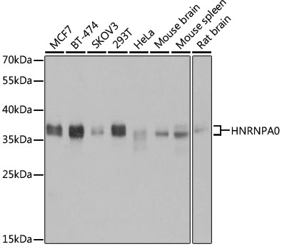 HNRNPA0 Rabbit polyclonal antibody