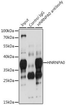 HNRNPA0 Rabbit polyclonal antibody